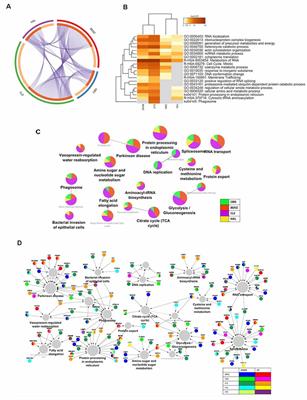 Cannabidiol Displays Proteomic Similarities to Antipsychotics in Cuprizone-Exposed Human Oligodendrocytic Cell Line MO3.13